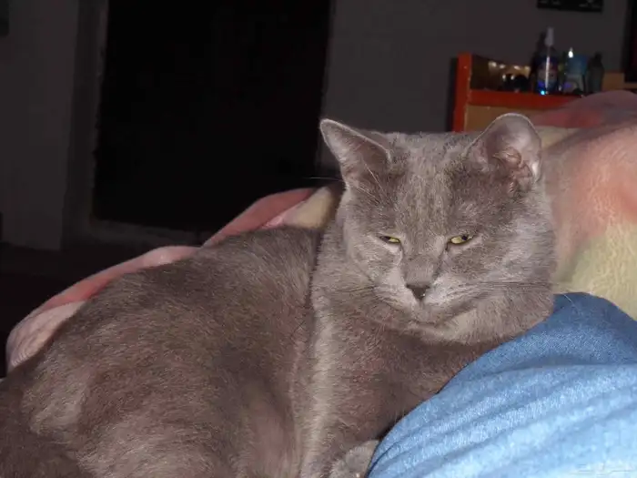 للتبنى ذكر سكوتش على شيرازى 1