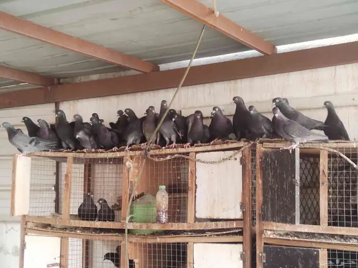 حمام قطيفي للبيع اساسه ترث ومجاهيل 1