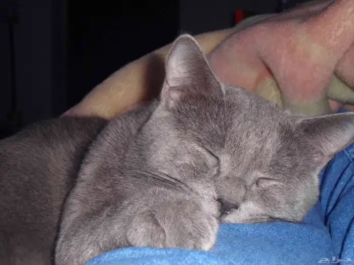 للتبنى ذكر سكوتش على شيرازى 0