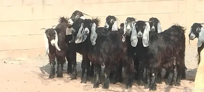 جفار عوارض عمرهم 7 أشهر مراح وأحد 5