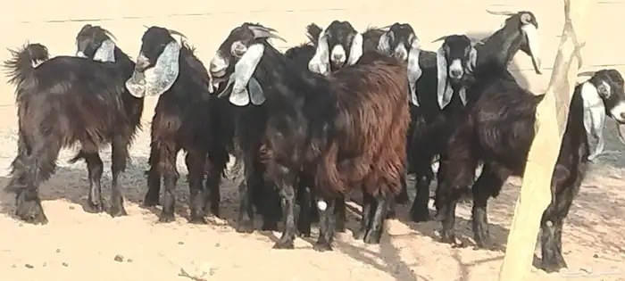 جفار عوارض عمرهم 7 أشهر مراح وأحد 1