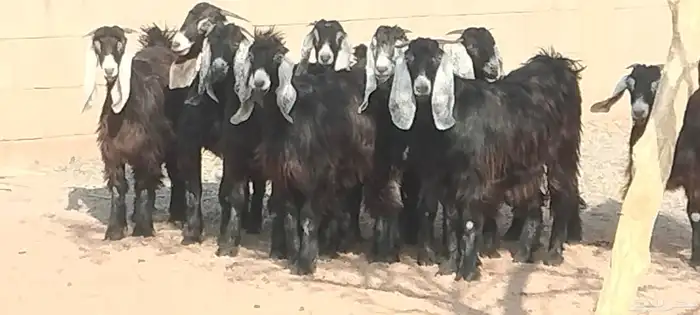 جفار عوارض عمرهم 7 أشهر مراح وأحد 0