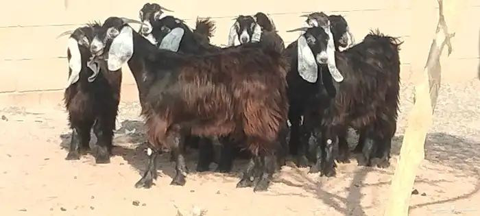 جفار عوارض عمرهم 7 أشهر مراح وأحد 7