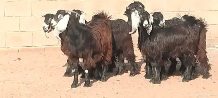 جفار عوارض عمرهم 7 أشهر مراح وأحد 8