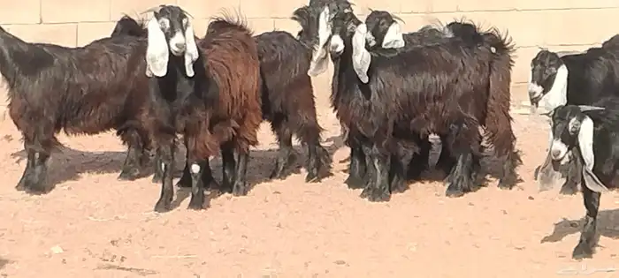 جفار عوارض عمرهم 7 أشهر مراح وأحد 6