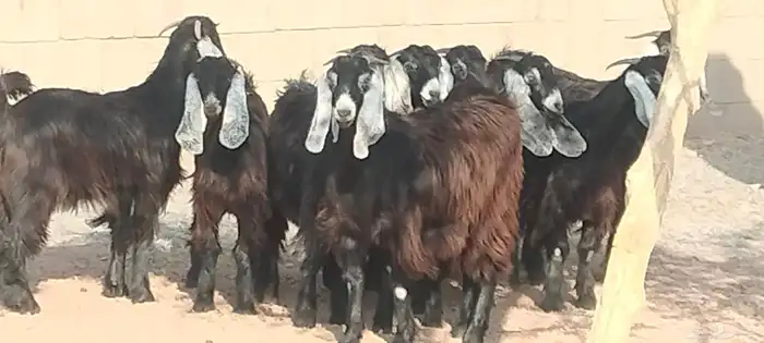 جفار عوارض عمرهم 7 أشهر مراح وأحد 3