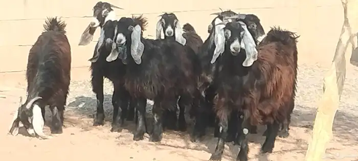 جفار عوارض عمرهم 7 أشهر مراح وأحد 4