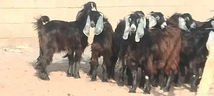 جفار عوارض عمرهم 7 أشهر مراح وأحد 2