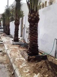 نخل ملوكي من افضل انواع انخل 5