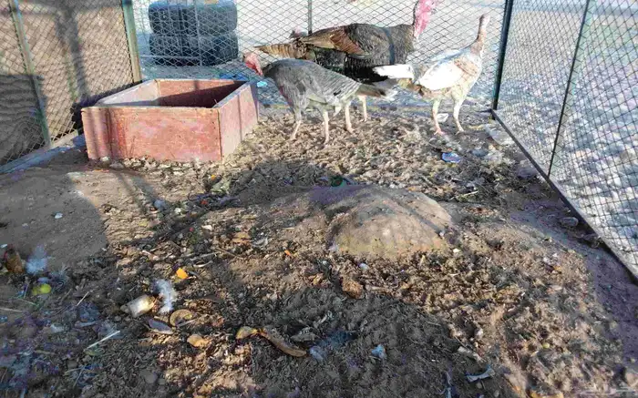 دجاج رومي العدد ثلاث دجاج وديك 1