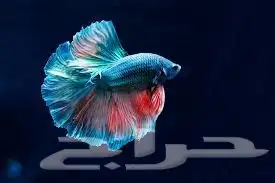 اسماك فايتر 1