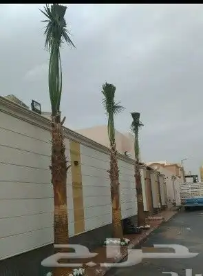 نخيل.واشنطنيا.للبيع 7