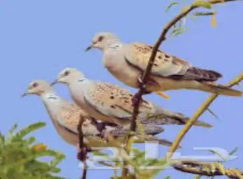 دخل و قمري و صفار (مصر) 0