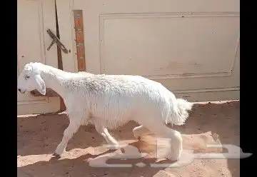 ذبايح موجود ذبح وتوصيل للباب 0