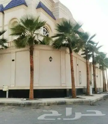 نخيل.واشنطنيا.للبيع 6