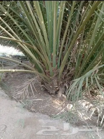نخيل للتوريد مورد نخيل 1