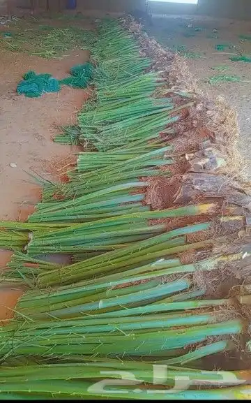 نخيل للتوريد مورد نخيل 5