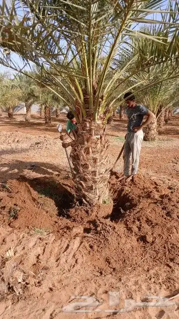 ابو ناجي لزراعه وتوريد أشجار النخيل والزيتون 15