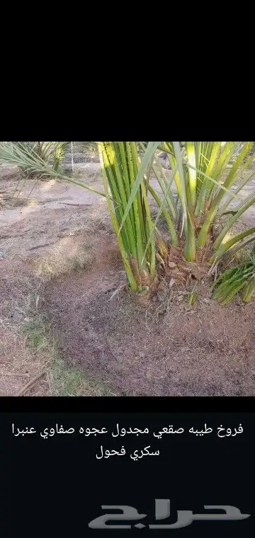 نخيل للتوريد مورد نخيل 7
