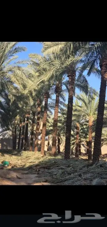 نخيل للتوريد مورد نخيل 8