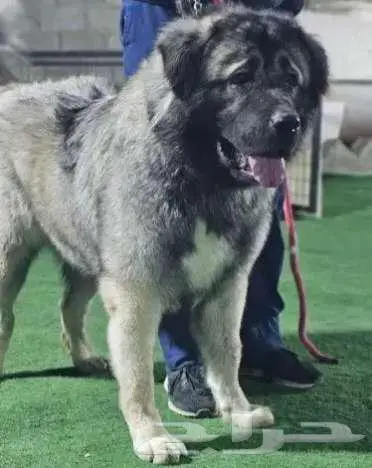 كلب قوقازي للبيع 0