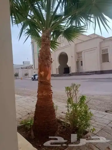 يوجد لدينا جميع انواع الواشنطن ابيض اسود غرص اسود مروحه 0