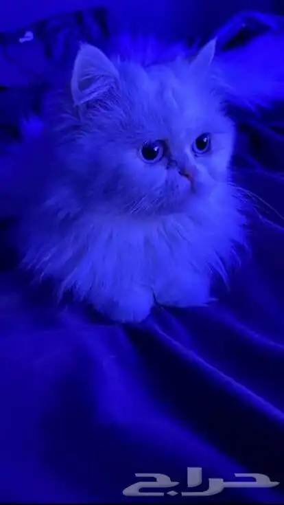 قطه للتبني 0