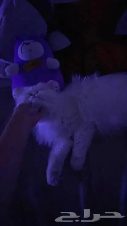 قطه للتبني 3