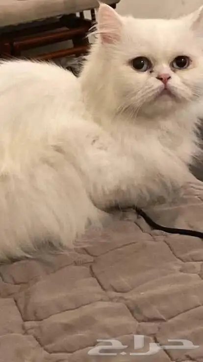 قطه للتبني 5