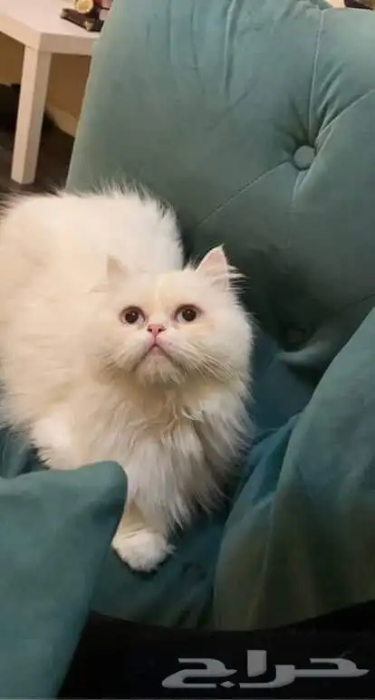 قطه للتبني 1