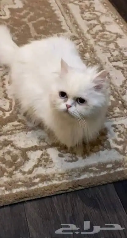 قطه للتبني 2