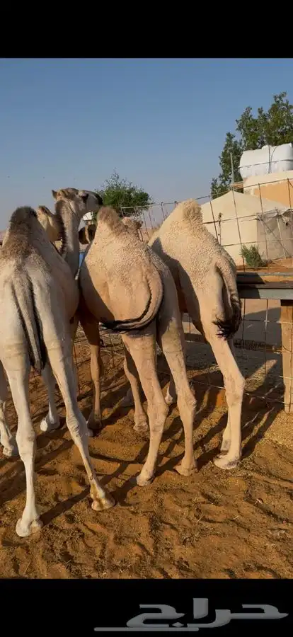 قعدان حشو قصب 1