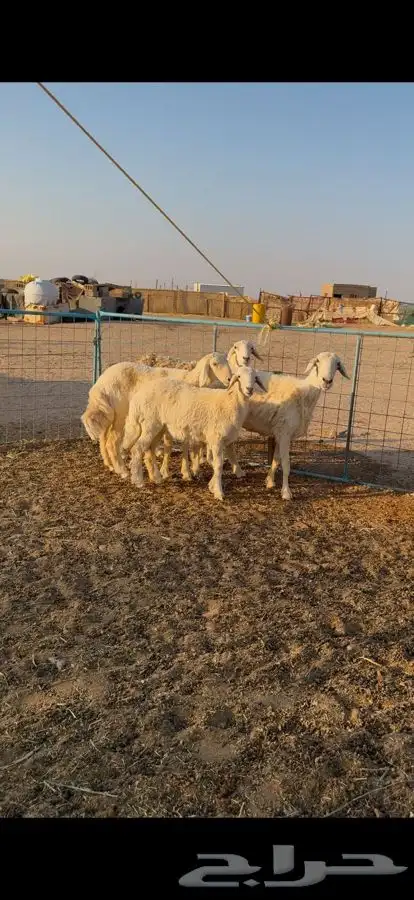 حريات مواليد 1