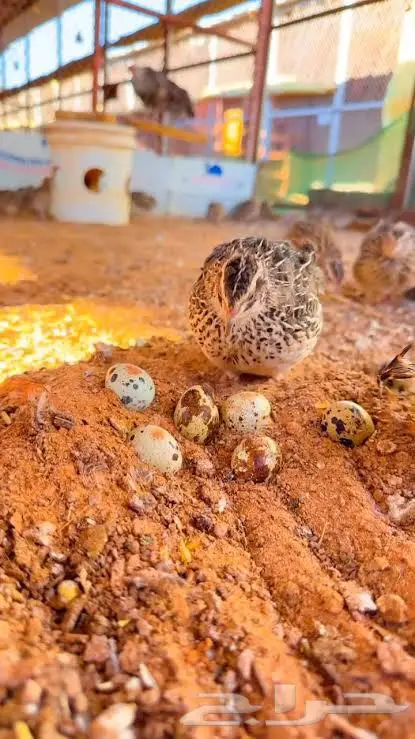 سمان كريمي 0