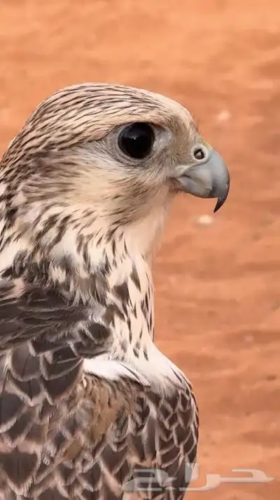 مطلوب طير حر مثلوث بسعر معقول 0