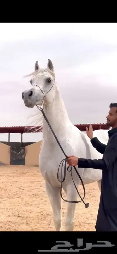 للبييع مهر واهو index