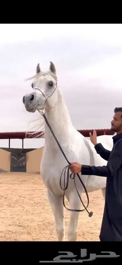 للبييع مهر واهو 3