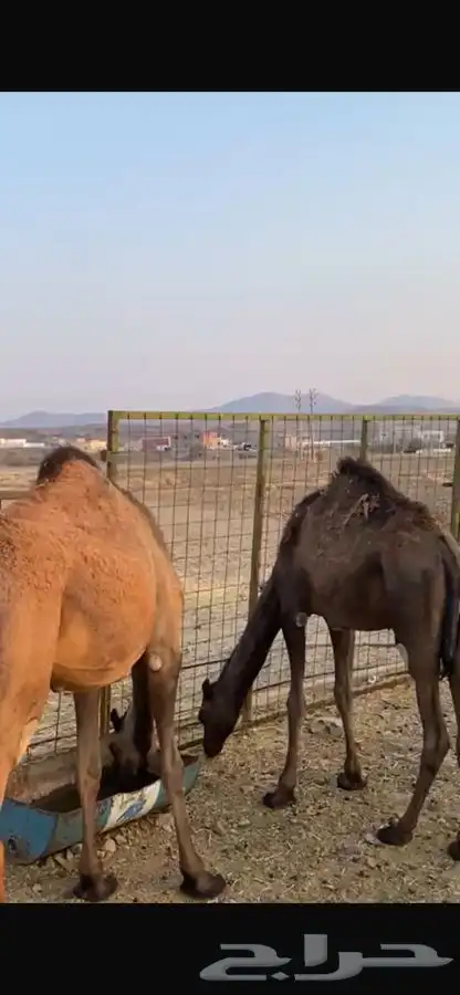 بكار ذبايح 0