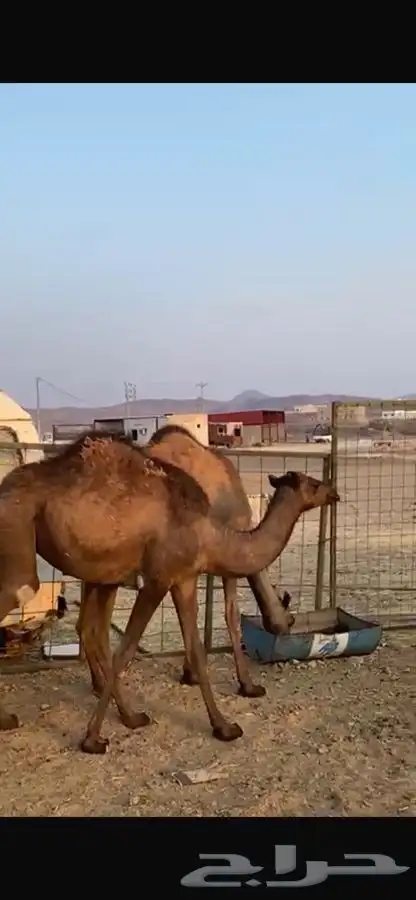 بكار ذبايح 1