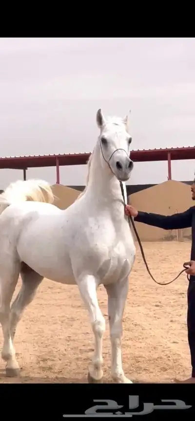 للبييع مهر واهو index