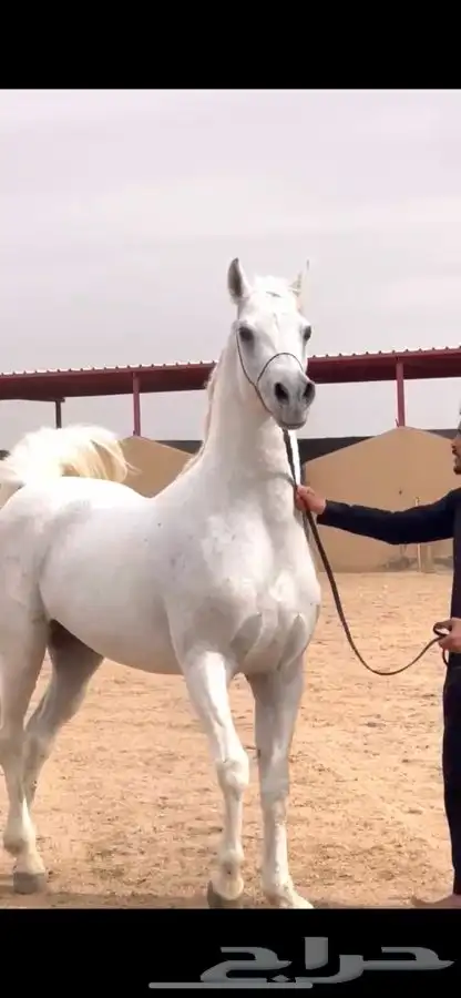 للبييع مهر واهو 5