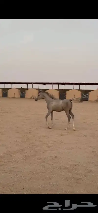 للبييع مهر واهو index