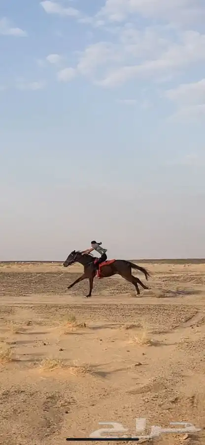 حصان انقليزي 4