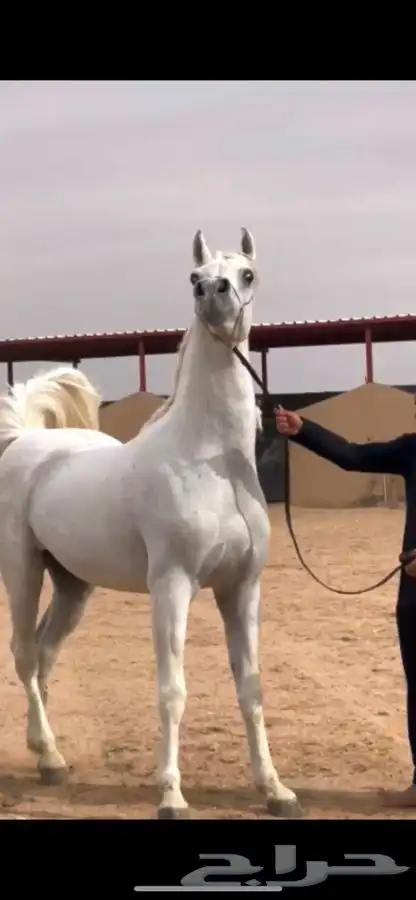 للبييع مهر واهو 2