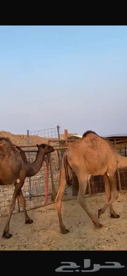 بكار ذبايح 3