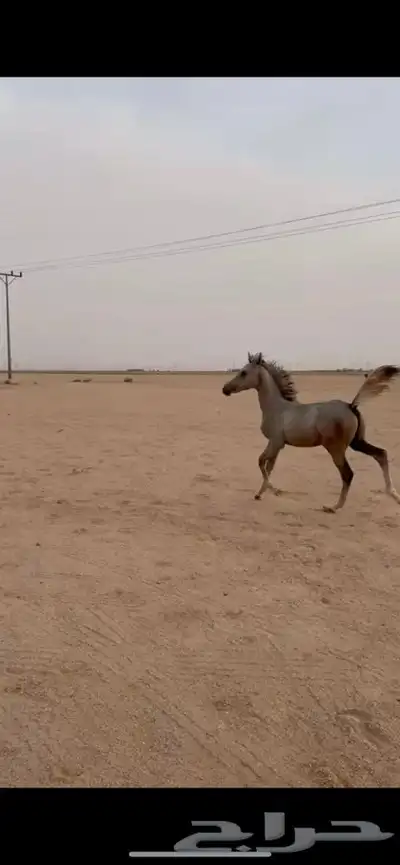 للبييع مهر واهو index