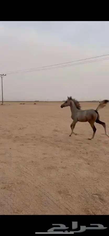 للبييع مهر واهو 1