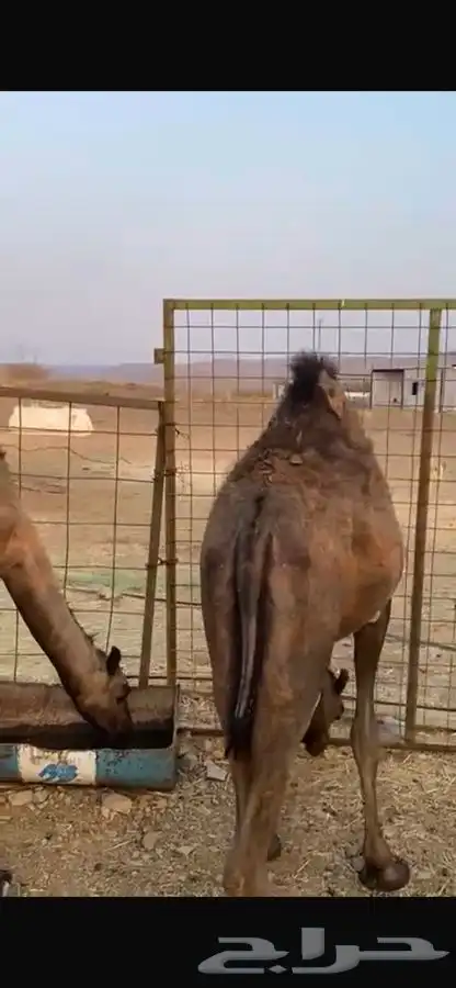 بكار ذبايح 2