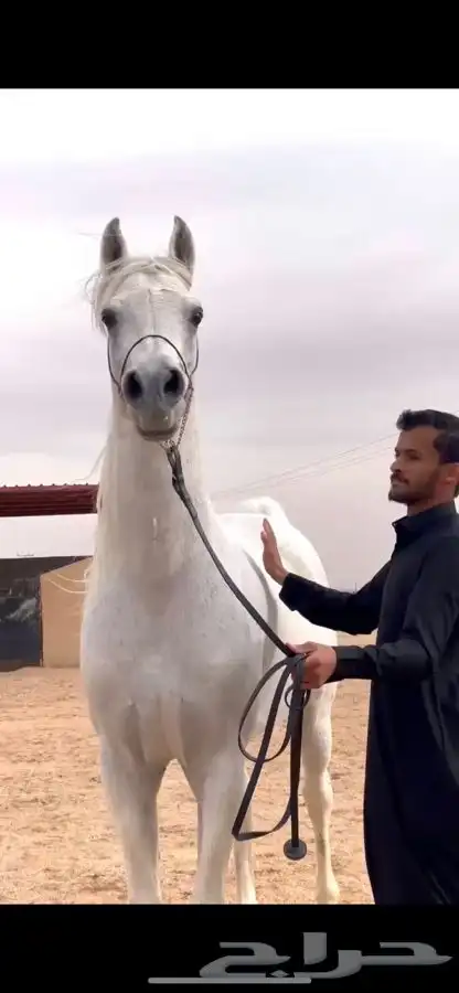 للبييع مهر واهو 4