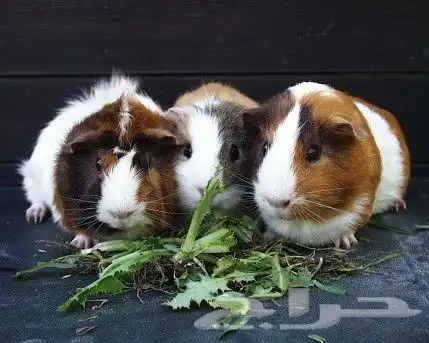 الا عنده وبر الموقع حول صبيا تواصل معي 0